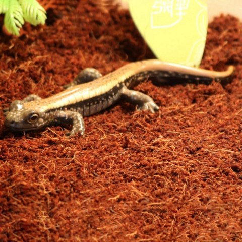 Komodo Komodo Rainforest Substrate 6l - podłoże tropikalne