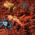 Komodo Komodo Rainforest Substrate 6l - podłoże tropikalne
