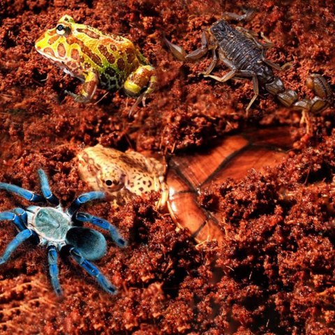 Komodo Komodo Rainforest Substrate 6l - podłoże tropikalne