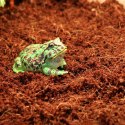 Komodo Komodo Rainforest Substrate 6l - podłoże tropikalne
