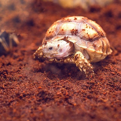 Komodo Komodo Rainforest Substrate 6l - podłoże tropikalne