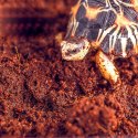 Komodo Komodo Rainforest Substrate 6l - podłoże tropikalne