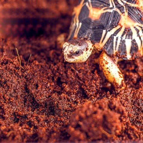 Komodo Komodo Rainforest Substrate 6l - podłoże tropikalne