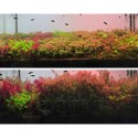 Neo Soil Plant No CO2 RICH - podłoże do akwarium roślinnego 8l NEO MEDIA