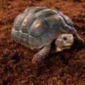 Repti-Zoo Repti-Zoo Podłoże z włókien kokosa 4l