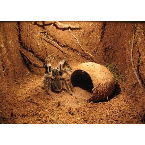 Repti-Zoo Repti-Zoo Podłoże z włókien kokosa 4l