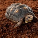 Repti-Zoo Repti-Zoo Podłoże z włókien kokosa 8l