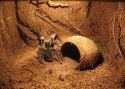 Repti-Zoo Repti-Zoo Podłoże z włókien kokosa 8l