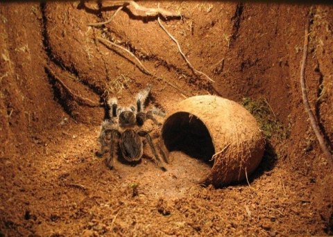 Repti-Zoo Repti-Zoo Podłoże z włókien kokosa 8l