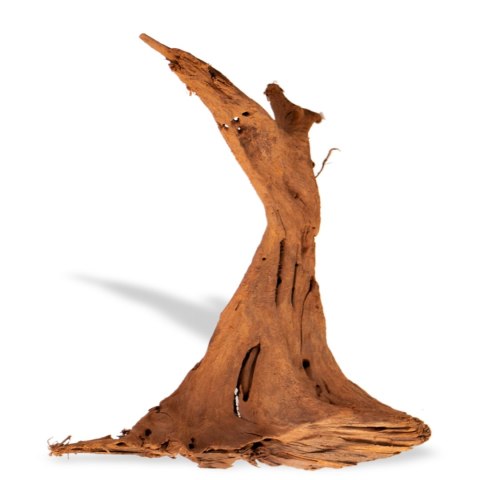 Philippines Classic Driftwood - drzewo mangrowca z wody M 25cm - 30cm Terrario
