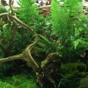 YOKUCHI HAISUI BASE 0,5L - podłoże drenażowe do terrarium YOKUCHI