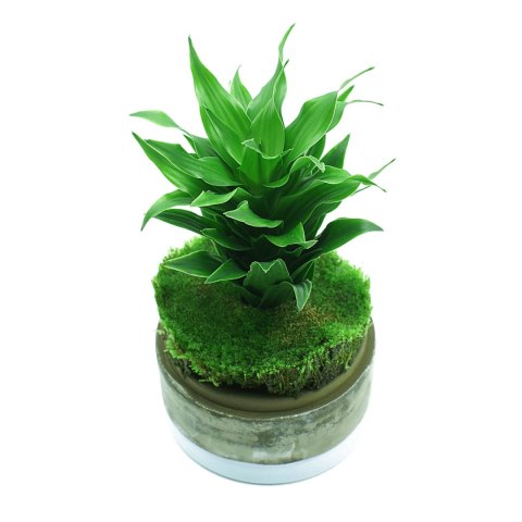 YOKUCHI HAISUI BASE 0,5L - podłoże drenażowe do terrarium YOKUCHI
