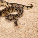 Zoomed Aspen Snake 4.4l - podłoże dla węży Zoomed