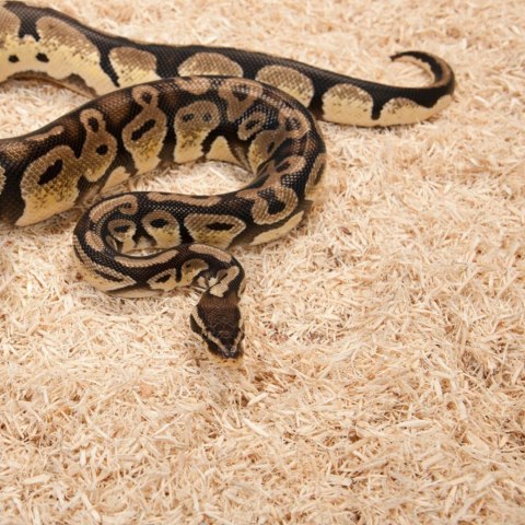 Zoomed Aspen Snake 4.4l - podłoże dla węży Zoomed