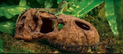 EXO TERRA T-Rex skull (czaszka dinozaura) Exo terra