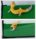 Repti-Zoo Carpet Mat - podłoże do terrarium 20x20cm Repti-Zoo