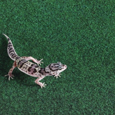 Repti-Zoo Carpet Mat - podłoże do terrarium 20x20cm Repti-Zoo