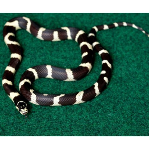 Repti-Zoo Carpet Mat - podłoże do terrarium 30x30cm Repti-Zoo