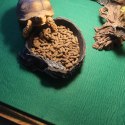 Repti-Zoo Carpet Mat - podłoże do terrarium 50x30cm Repti-Zoo