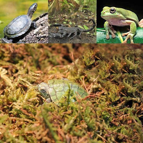 Repti-Zoo Chile's Sphagnum moss - mech torowiec 4,5l Repti-Zoo