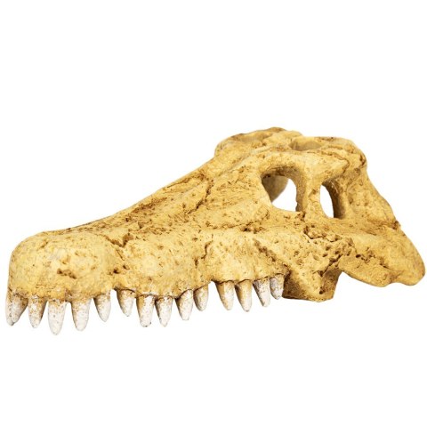 Repti-Zoo Crocodile Skull S - czaszka krokodyla Repti-Zoo