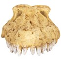 Repti-Zoo Crocodile Skull S - czaszka krokodyla Repti-Zoo