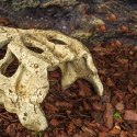 Repti-Zoo Crocodile Skull S - czaszka krokodyla Repti-Zoo