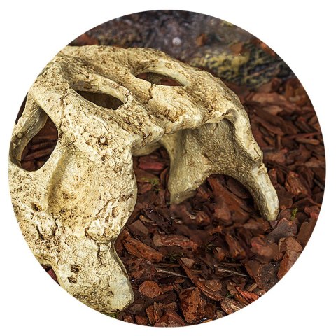 Repti-Zoo Crocodile Skull S - czaszka krokodyla Repti-Zoo