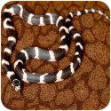 Repti-Zoo Resun Desert Carpet Mat - mata do terrarium 50x20cm