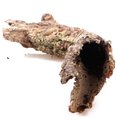 Kora z Dębu Korkowego XXL - na wagę Terrario