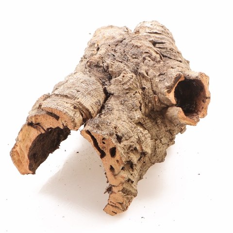Kora z Dębu Korkowego XXL - na wagę Terrario