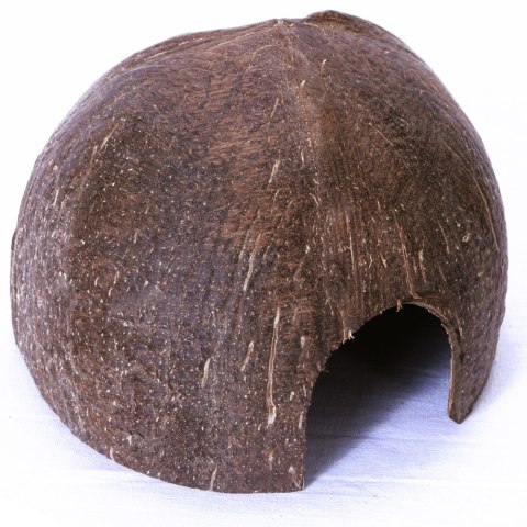 Terrario Terrario CocoCave L - połówka kokos gładki