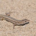 Terrario Terrario Dragon Sand 2.5kg - mikro piasek pustynny