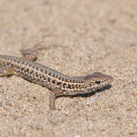 Terrario Terrario Dragon Sand 2.5kg - mikro piasek pustynny