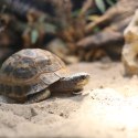 Terrario Terrario Dragon Sand 2.5kg - mikro piasek pustynny