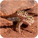 Terrario Terrario Eublepharis Dirt 1 kg - podłoże dla gekona lamparciego