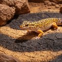 Terrario Terrario Goroth Ordor 1kg - czarna glina do terrarium pustynnego