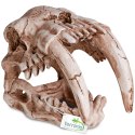 Terrario Terrario Sabertooth Skull - czaszka tygrysa do terrarium 13x8,5x11 cm