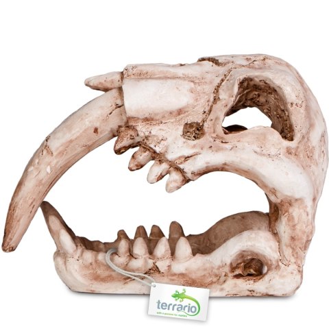 Terrario Terrario Sabertooth Skull - czaszka tygrysa do terrarium 13x8,5x11 cm