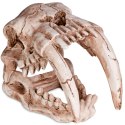 Terrario Terrario Sabertooth Skull - czaszka tygrysa do terrarium 13x8,5x11 cm