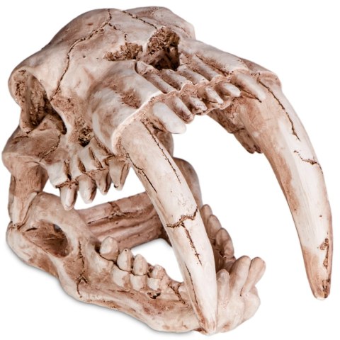 Terrario Terrario Sabertooth Skull - czaszka tygrysa do terrarium 13x8,5x11 cm