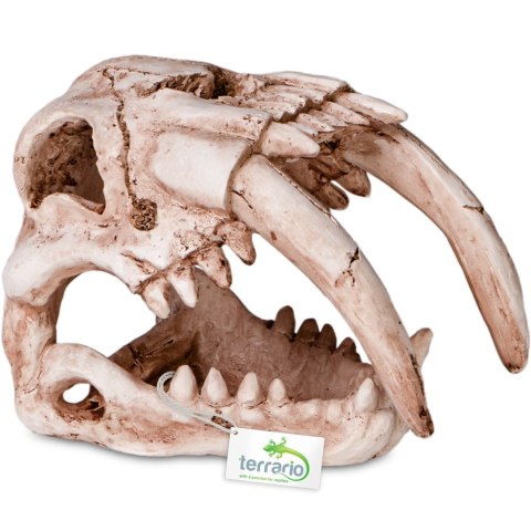Terrario Terrario Sabertooth Skull - czaszka tygrysa do terrarium 13x8,5x11 cm
