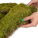 Terrario Terrario Shadow Forest Moss - mech naturalny 35x28cm