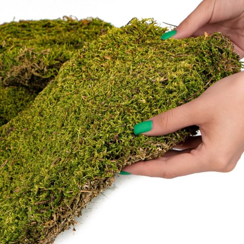 Terrario Terrario Shadow Forest Moss - mech naturalny 35x28cm