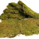 Terrario Terrario Shadow Forest Moss - mech naturalny 35x28cm