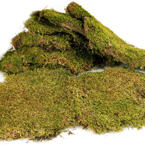 Terrario Terrario Shadow Forest Moss - mech naturalny 35x28cm