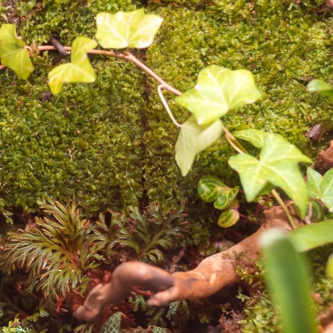 Terrario Terrario Shadow Forest Moss - mech naturalny 35x28cm