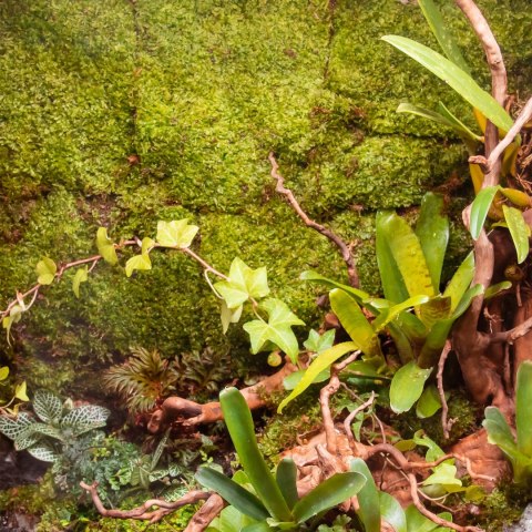 Terrario Terrario Shadow Forest Moss - mech naturalny 35x28cm