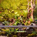 Terrario Terrario Shadow Forest Moss - mech naturalny 35x28cm