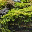 Terrario Terrario Shadow Forest Moss - mech naturalny 35x28cm